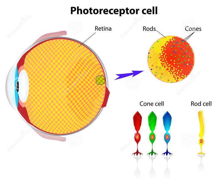 retina rod cells cone cells
